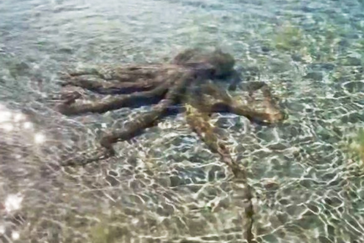 Geologist beaten up by 'angriest octopus' on beach,