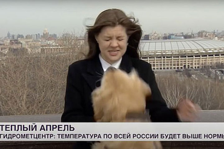 dog steals reporter’s microphone in Russia during live broadcast, RTV