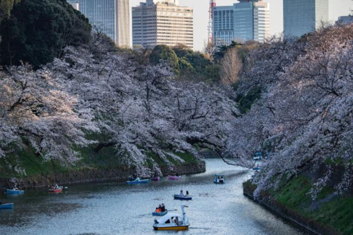 Japan just recorded its earliest cherry blossom bloom in 1,200 years, RTV