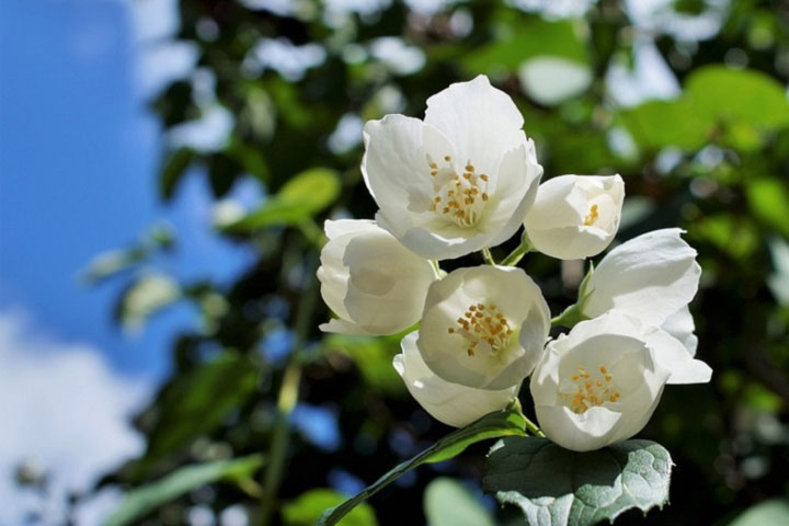 Saudi Arabia’s jasmine flower, a tradition ripe for investment, RTV