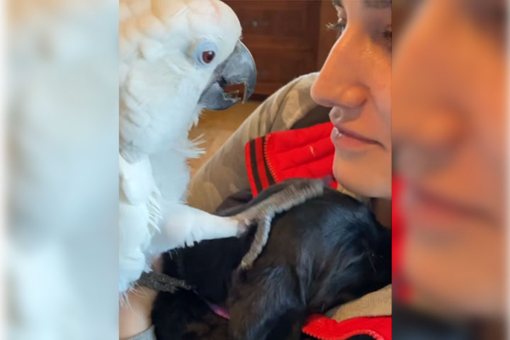Sweet Pea meets new puppy for the first time, RTV