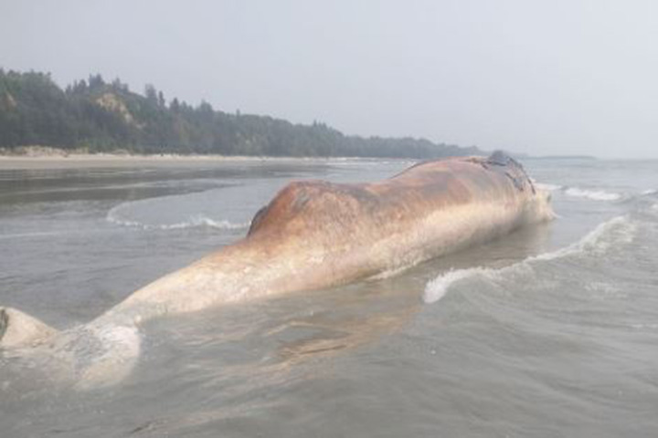 Whales weighing two and a half tons floated on the beach, crowds of people eager to see
