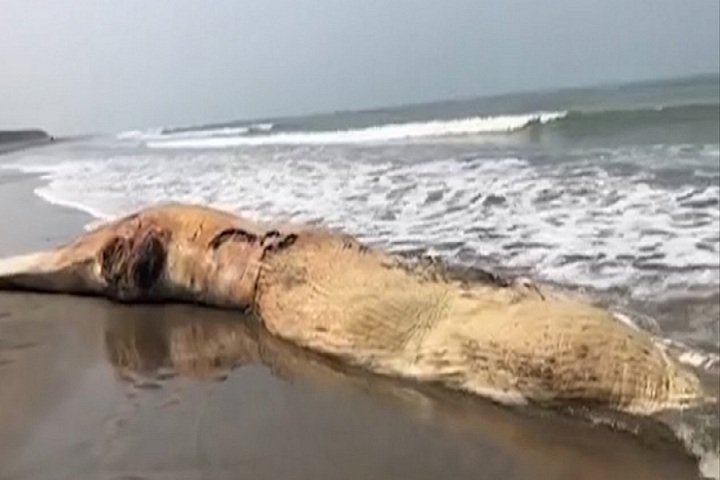Another dead whale has floated on the beach in Cox's Bazar
