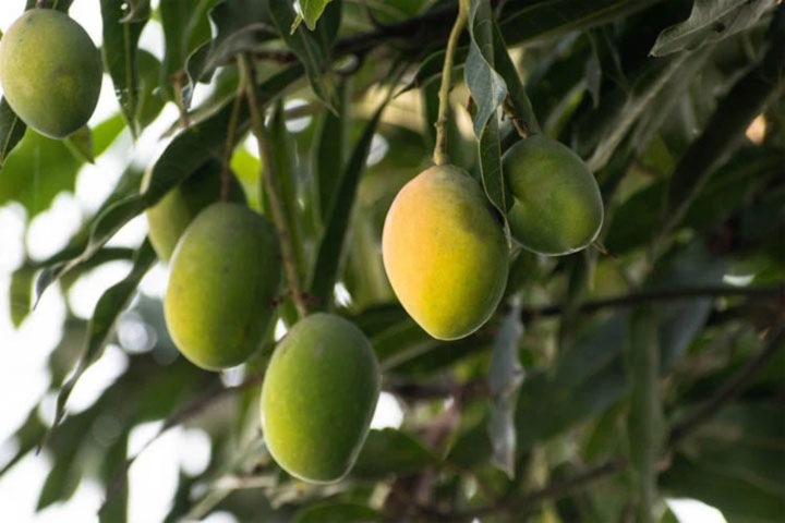 India’s ‘Mango Man’ Creates Mango Tree That Produces 300 Different Varieties, RTV