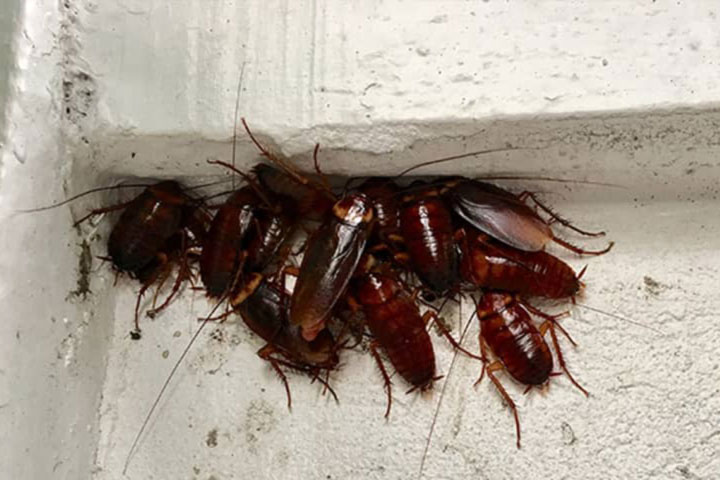 womans fear of cockroaches, couple to change houses 18 times, husband files for divorce