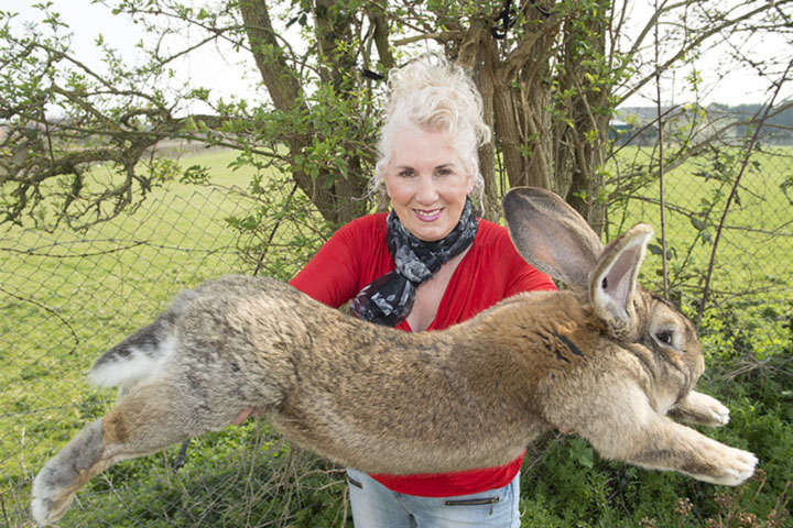 UK police hunt rabbit thief after giant celebrity pet Darius goes missing