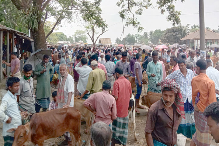 Huge cattle market in Lockdown