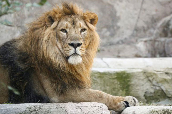 8 lions in hyderabad zoo test positive for covid-19
