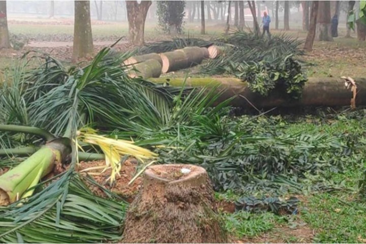 Legal notice with 48 hours to stop cutting down trees in Suhrawardy Udyan