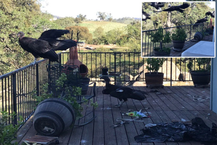 California condors swoop on home and 'declare war'