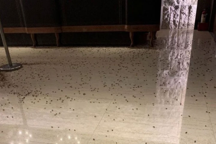 Thousands of Cockroaches Released in Restaurant to Settle Debt Dispute