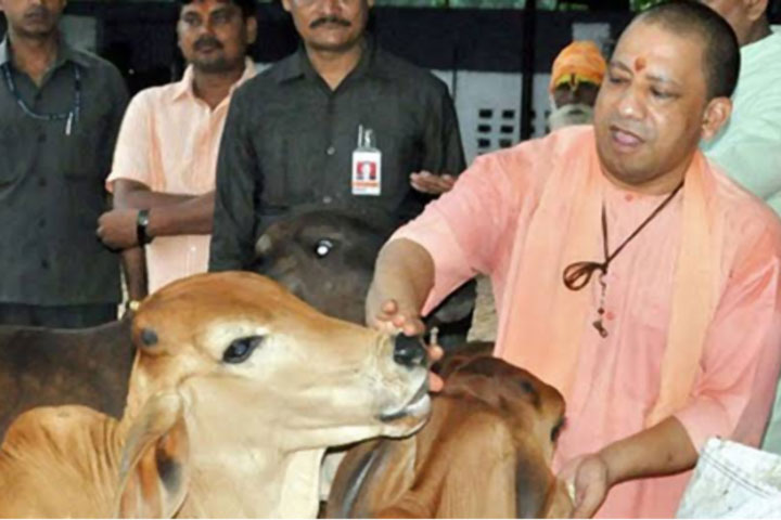 After outcry, BJP denies setting up COVID-19 help desks for cows, RTV