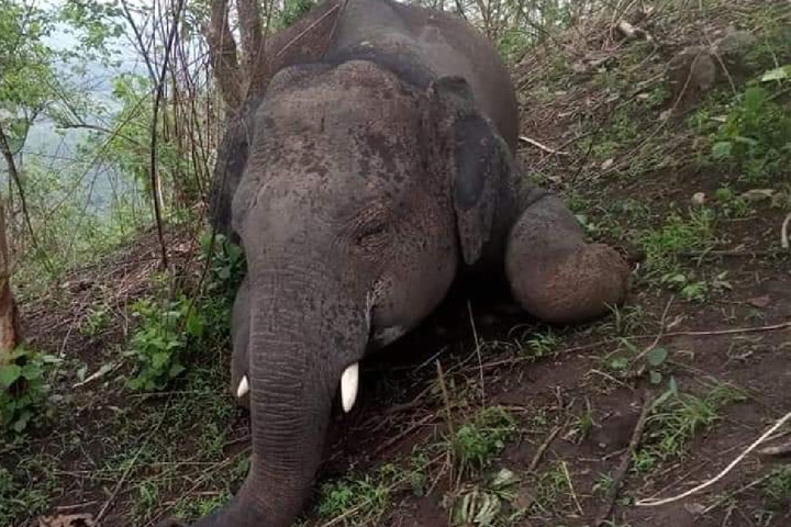 18 elephants die in lightning strike in assam