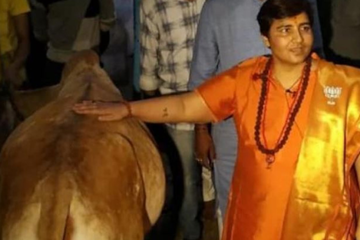 BJP MP Pragya Thakur claims she drink cow urine everyday to fight against covid