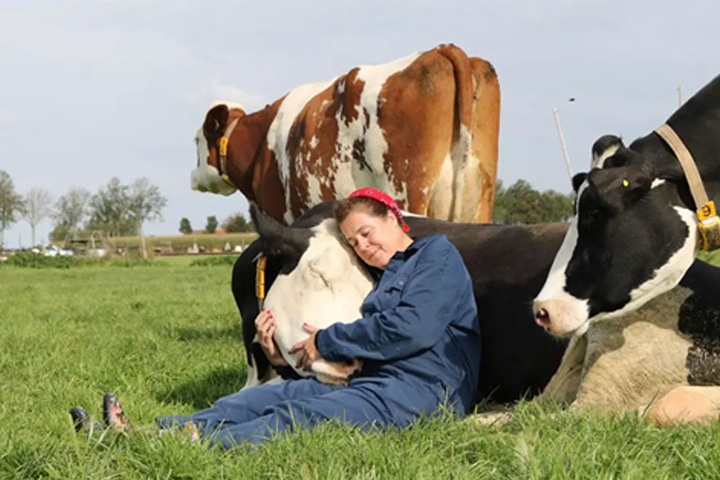 People paying huge money for therapeutic cow hugs