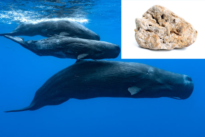 Fishermen catch 280-pound chunk of whale vomit worth $1.5M
