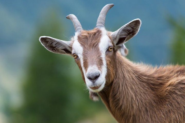 goat died in panic during cyclone yaas, man penned letter asking compensation!