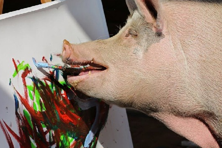 pig draws itself