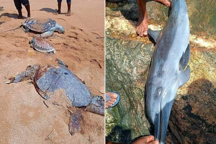 Sri Lanka studying if dead dolphins, turtles washing ashore are linked to S'pore flagged X-Press Pearl fire