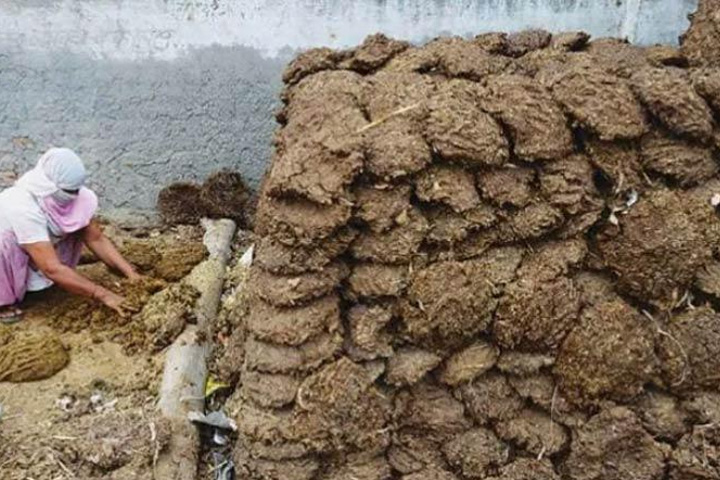 800 kg cow dung stolen in chhattisgarh village police registers case