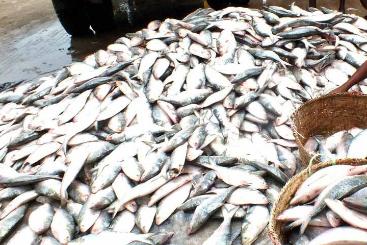 Vaccination supply stopped, Hilsa was not sent by Dhaka