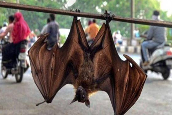 Nipah virus deadlier than Covid-19 found in two species of bats in India