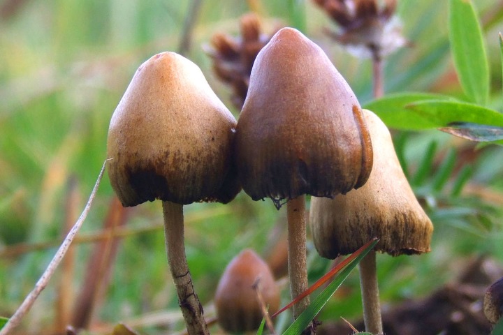 Terrible new drug 'Magic Mushroom' seized in Hatirjheel