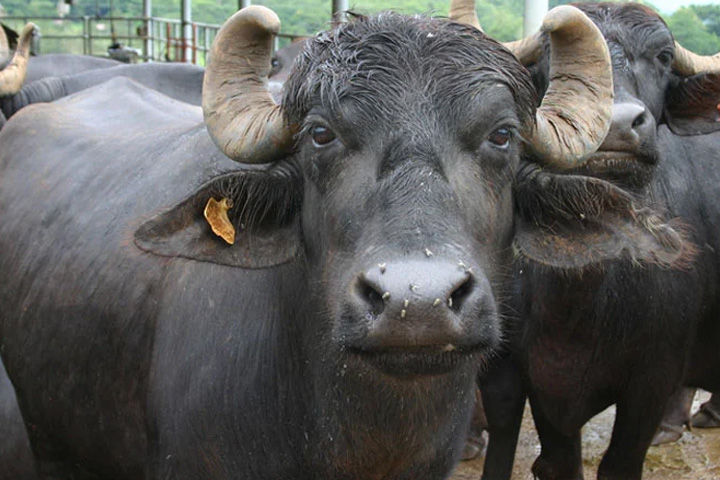 buffaloes get drunk after drinking alcohol mixed water in gandhinagar