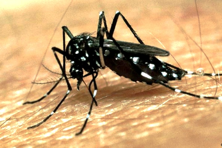 Dengue has increased, the combing campaign will continue