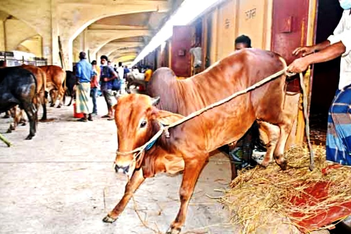 900 sacrificial cows came to Dhaka by train