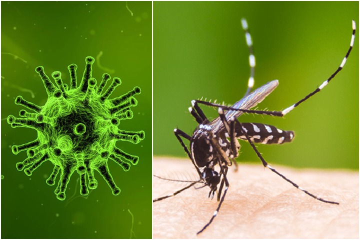 Corona-dengue fierce competition is like a 'blow to the head'