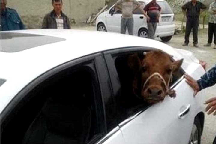 Cow theft in private car, thieves arrested in Dhaka