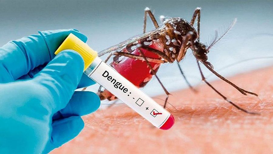 203 dengue patients admitted to hospital in 24 hours: DGHS
