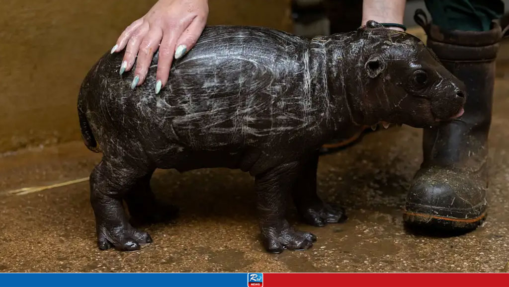 Rare hippo species born in Athens Zoo
